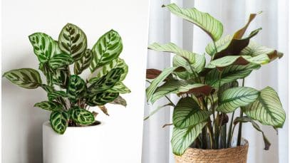 Calathea entretien