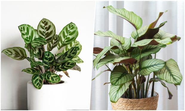 Tout savoir sur l'entretien du Calathea