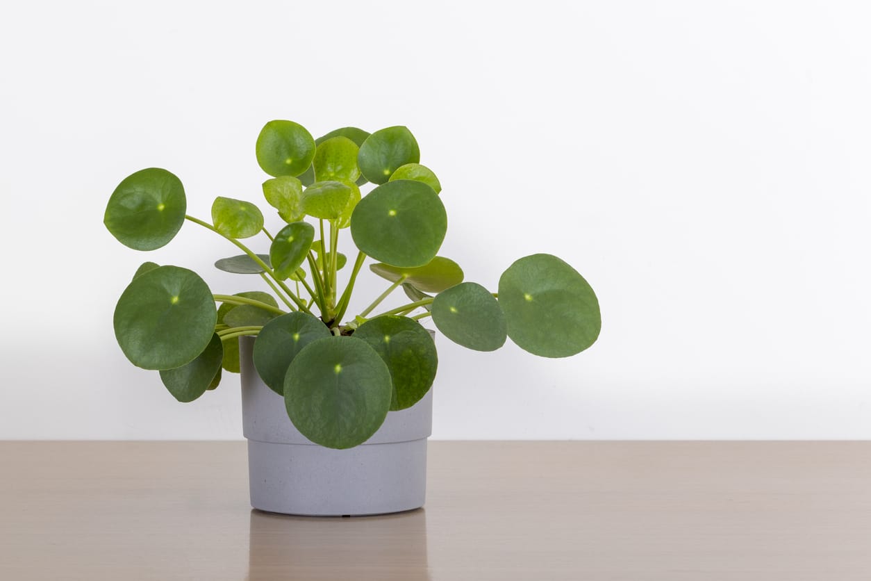 Pilea Peperomioides : comment l&rsquo;entretenir