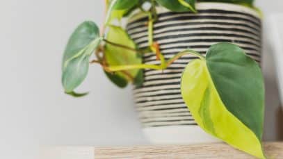 Philodendron Scandens