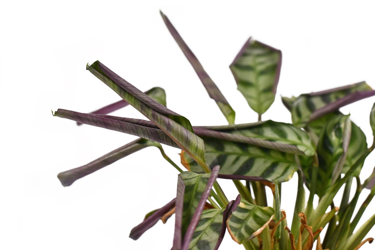 Tout savoir sur l'entretien du Calathea