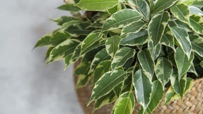 Ficus benjamin
