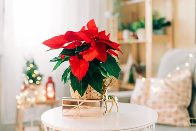 poinsettia