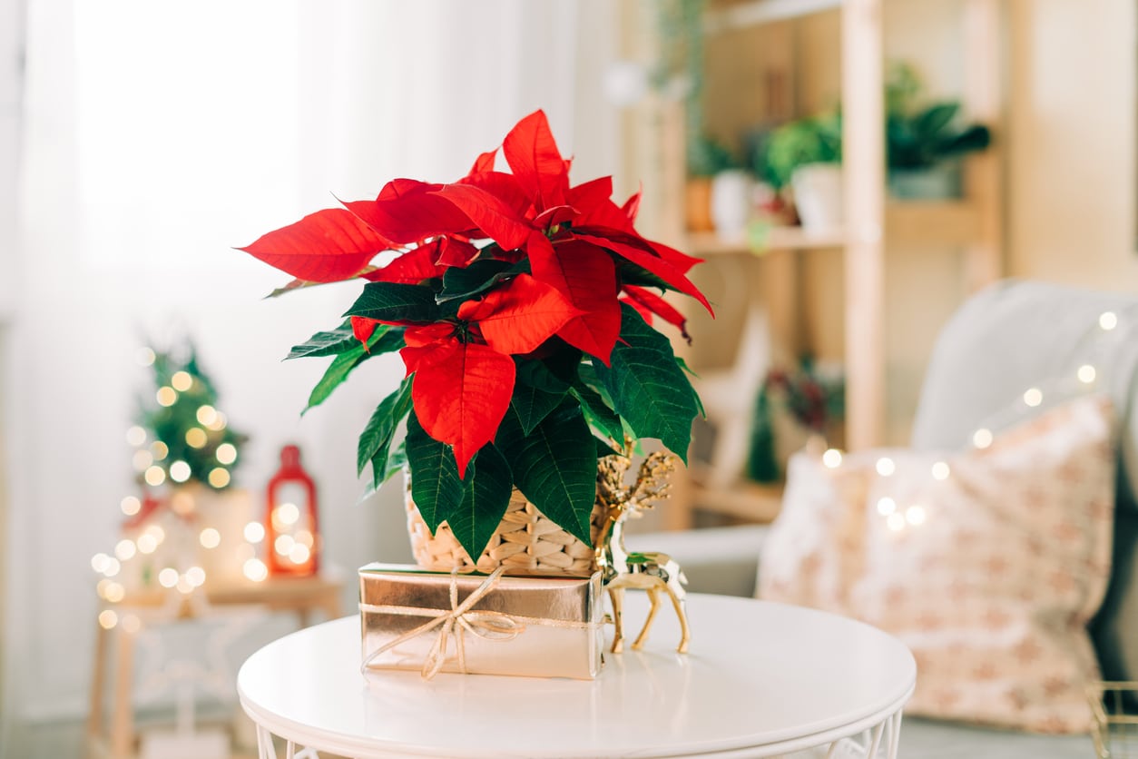 poinsettia