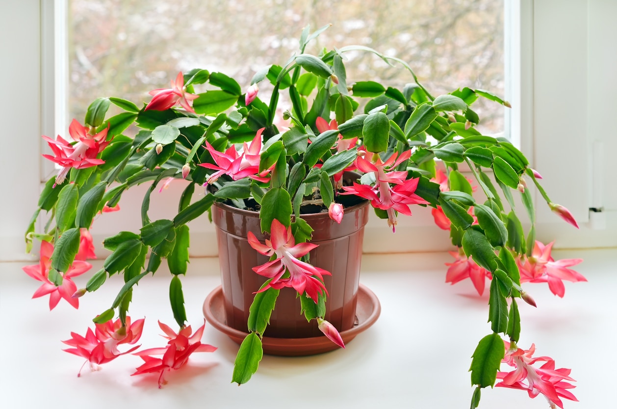 Le cactus de Nol (Schlumbergera truncata) : tous les conseils ncessaires