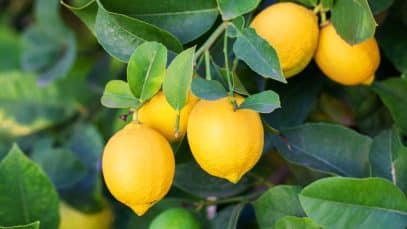 Citrons