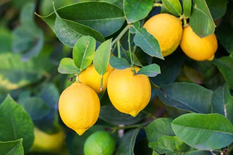 Citrons
