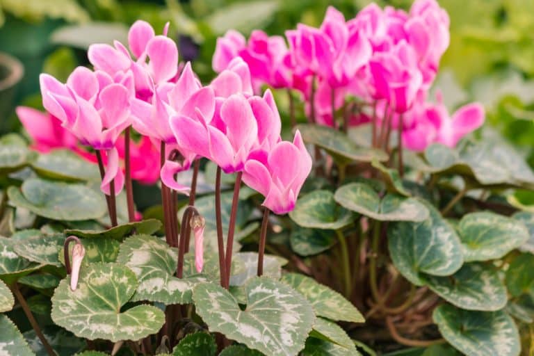 Cyclamens