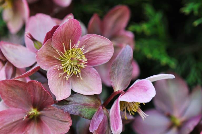 Hellebore