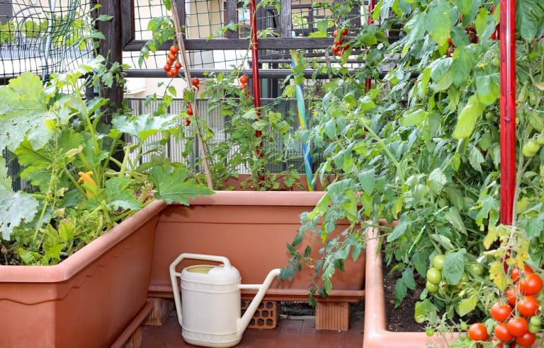 Potager balcon