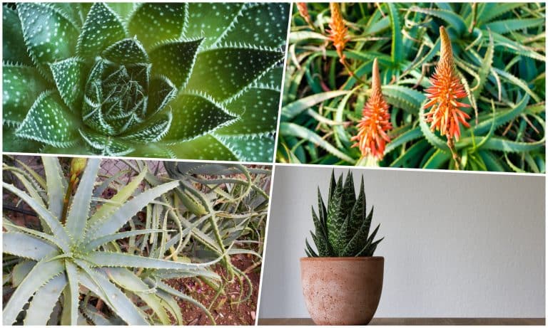 Aloe
