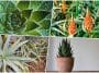 Aloe