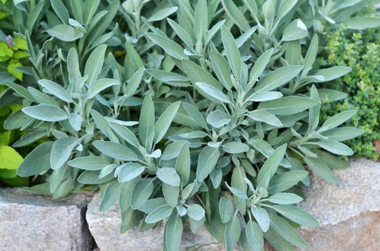 Sauge officinale