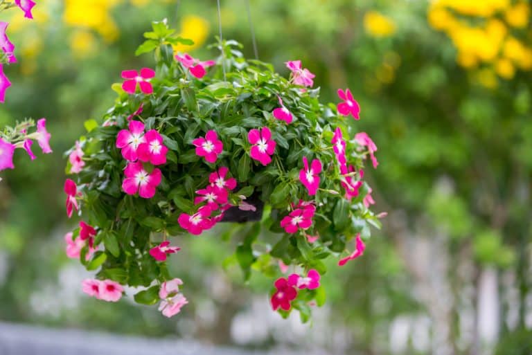 Catharanthus - pervenche madagascar