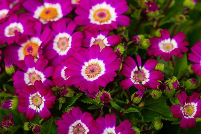 Cineraria