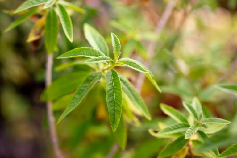 Verveine citronnée
