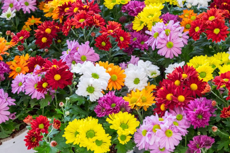 Chrysanthèmes