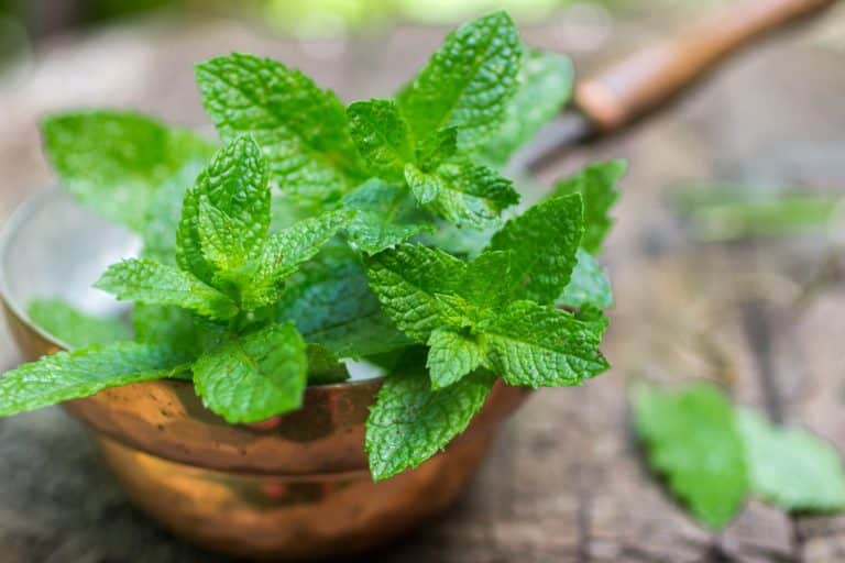 Menthe poivrée