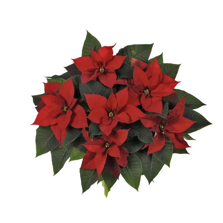 Un atout déco facile à adopter : simplicité et praticité réunies