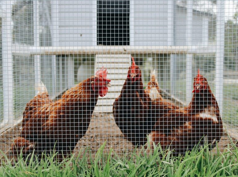 Sitemapcdatahttpsmodeinf Inetcomvente De Poules Gamm Vert