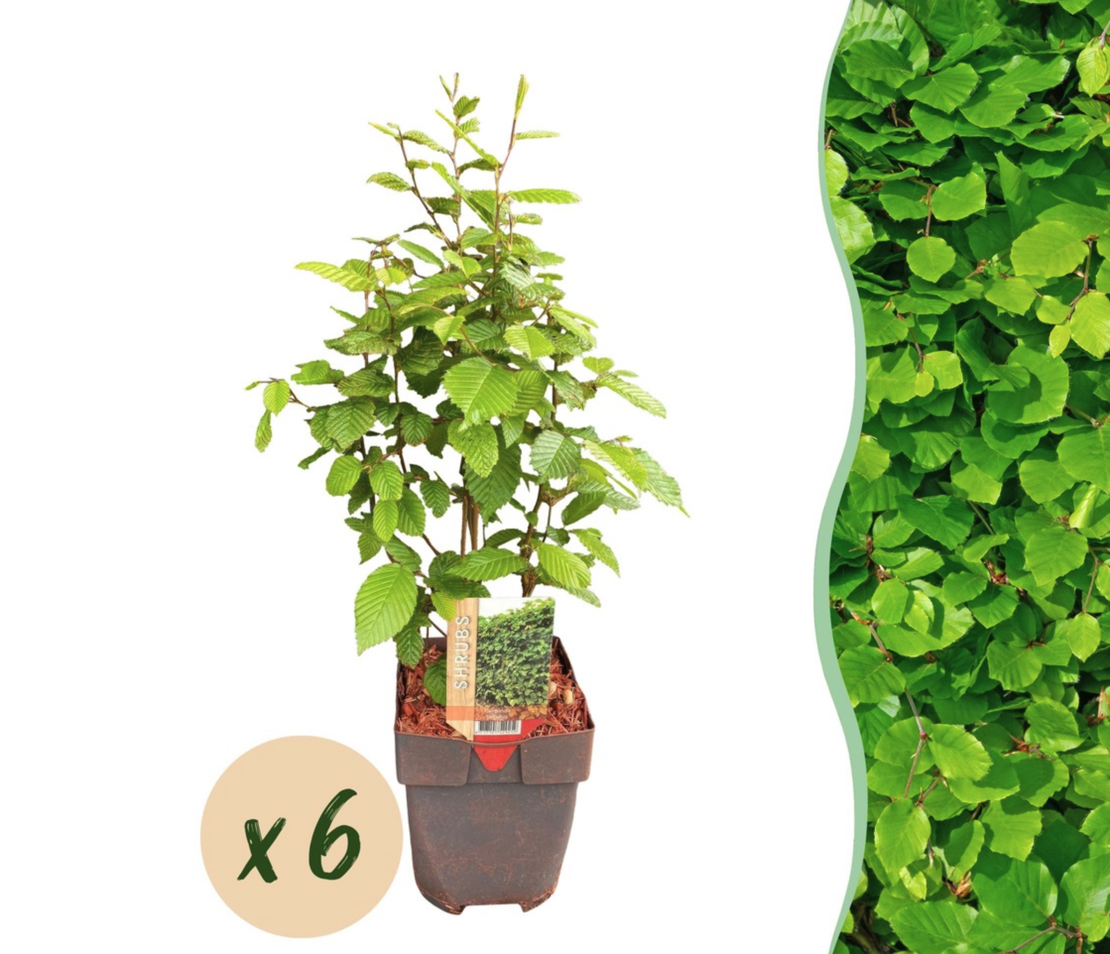 2. Le secret à 59 € : la plante championne de la croissance express