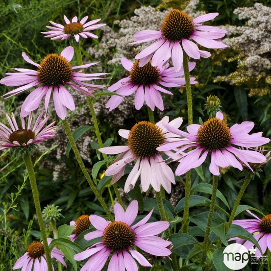 Le miracle à 3,99 € tombé du ciel au rayon jardinage de Truffaut