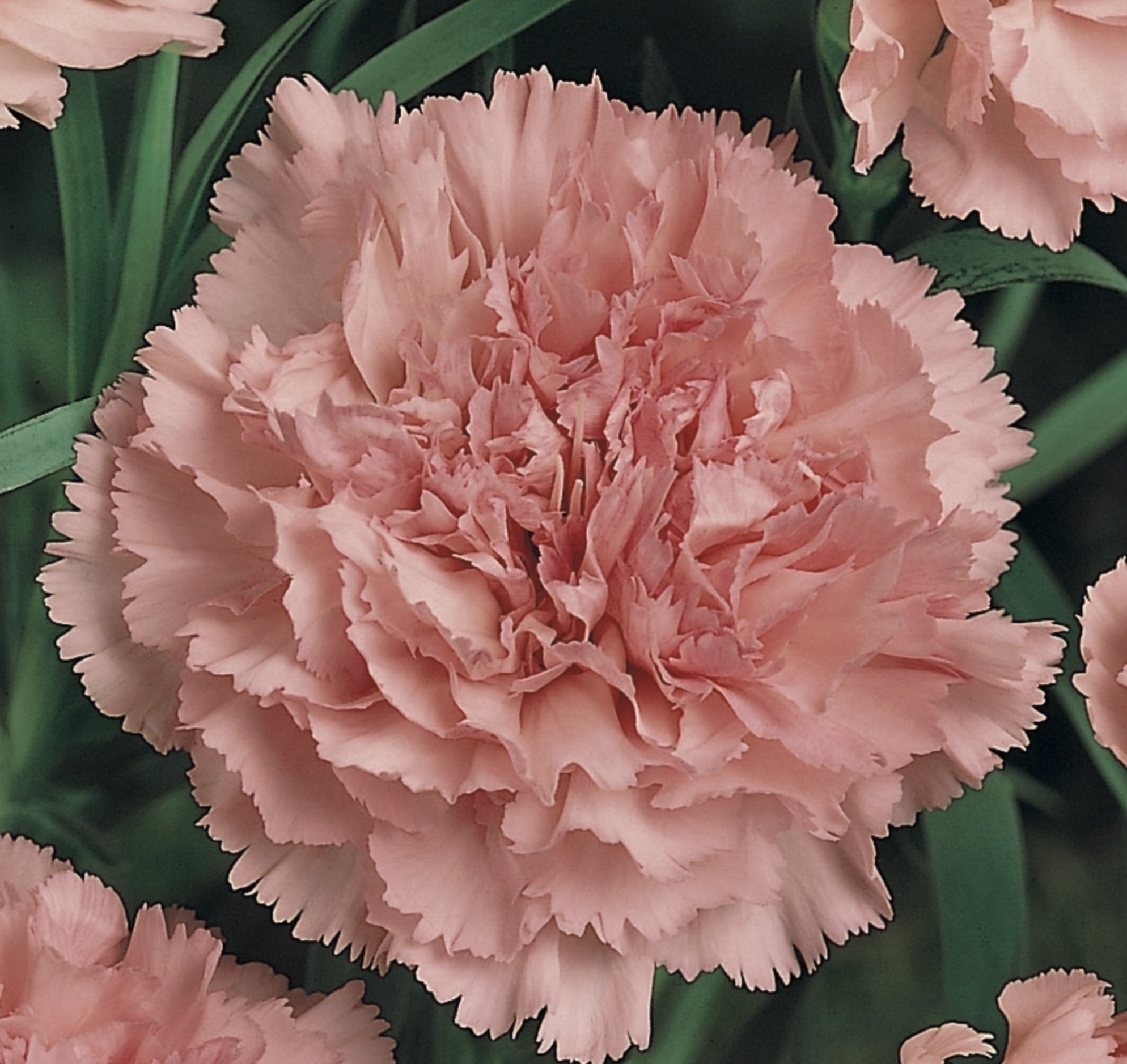 La révélation chez Truffaut avec un œillet des fleuristes rose miraculeux