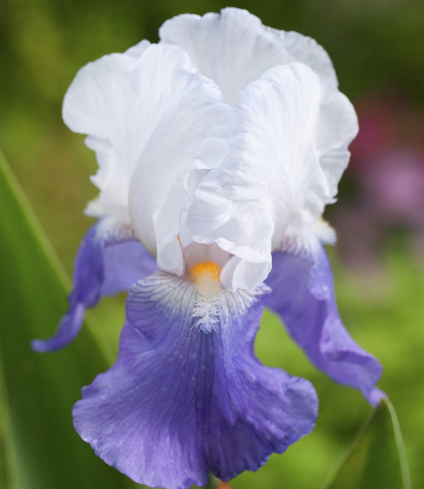 Pourquoi les amateurs de verdure s'arrachent cette merveille rustique