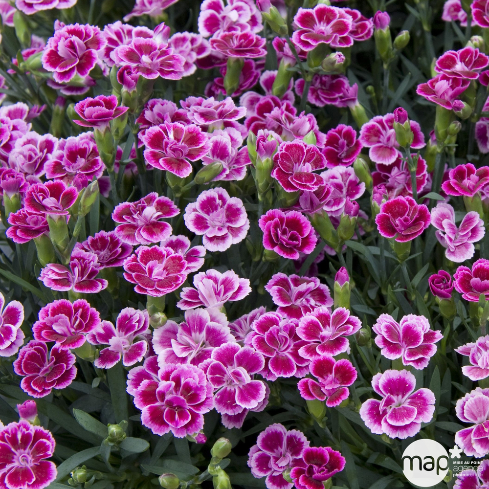 Pourquoi le Dianthus va métamorphoser votre balcon sans vider votre portefeuille