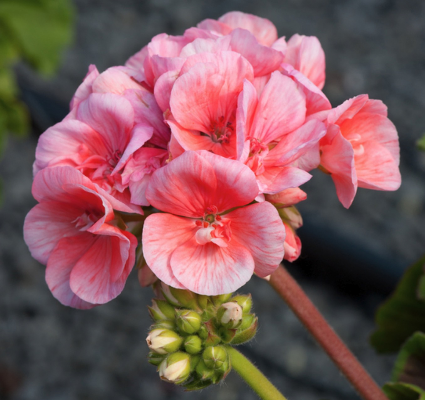 Le géranium Toscana : l'arme secrète dévoilée par Truffaut pour habiller vos extérieurs