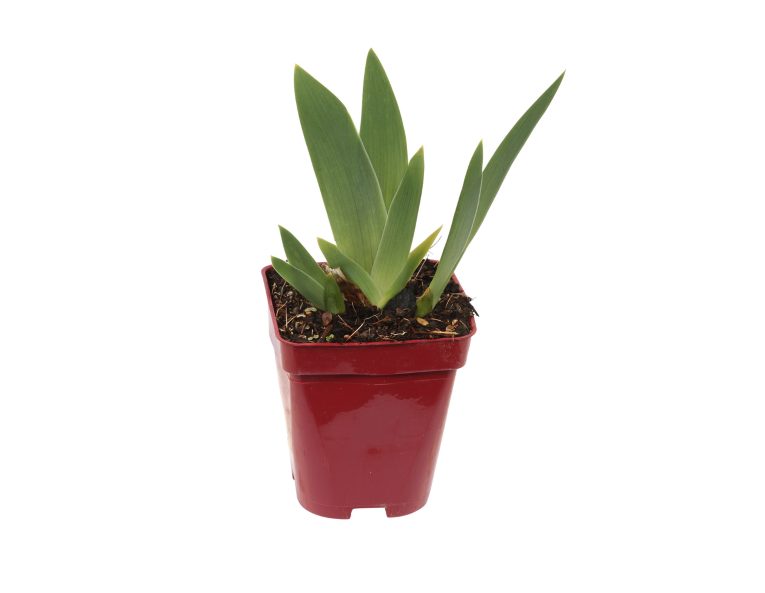 Une touche d'élégance durable pour sublimer vos extérieurs à petit prix